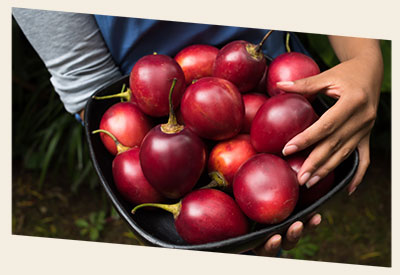 Image close up of a woman in a field holding a black basket with red tamarillo fruits inside