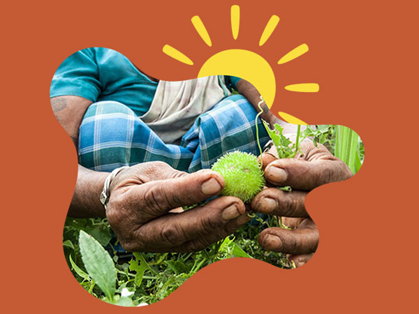 Image of a set of hands holding a freshly harvested fruit in a field