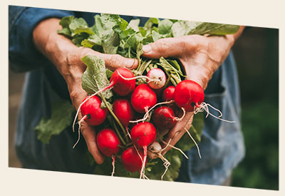 Image of a pair of dirty hands holding a bunch of freshly picked radishes